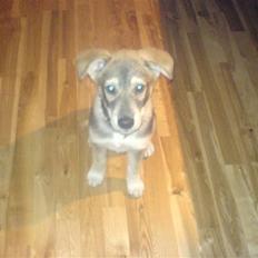 Blanding af racer Cozmo