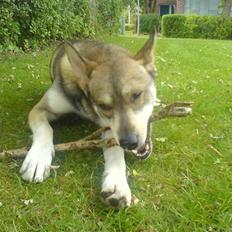 Blanding af racer Cozmo