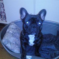 Fransk bulldog Maximus