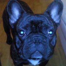 Fransk bulldog Maximus