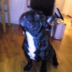 Fransk bulldog Maximus