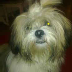 Lhasa apso werner