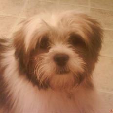 Lhasa apso werner