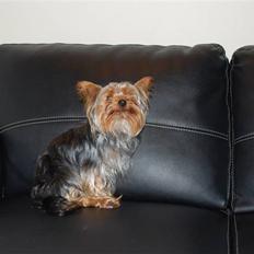 Yorkshire terrier Gizmo