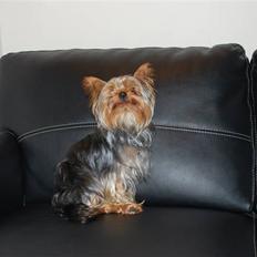 Yorkshire terrier Gizmo