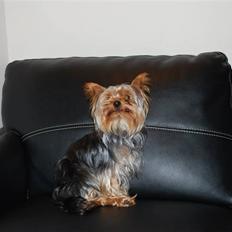 Yorkshire terrier Gizmo