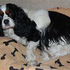 Cavalier king charles spaniel Kicki 2006 - 2010