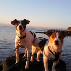 Dansk svensk gaardhund Zita