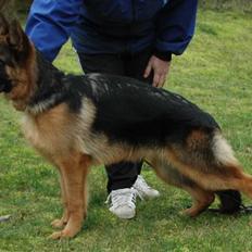 Schæferhund Hekami Romulus (Roma)