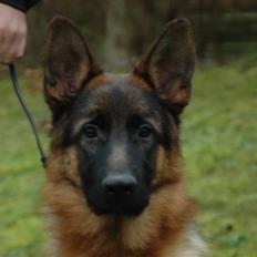 Schæferhund Hekami Romulus (Roma)