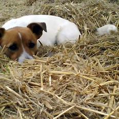Jack russell terrier Kidogo
