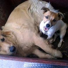 Jack russell terrier Kidogo