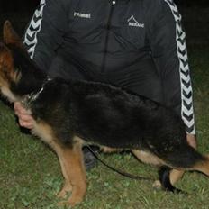 Schæferhund Hekami Romulus (Roma)