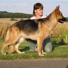 Schæferhund Karats Rimmi