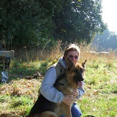 Schæferhund Karats Rimmi