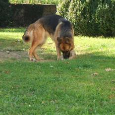 Schæferhund Karats Rimmi