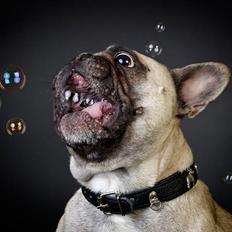 Fransk bulldog Pina
