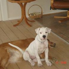 Amerikansk bulldog Kettner`s Fiona