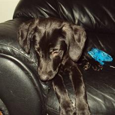 Blanding af racer Xargo