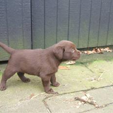 Labrador retriever Fifi Sunshine Cassiopeia 
