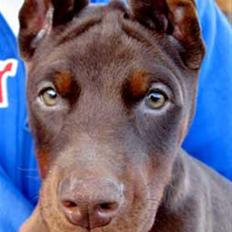 Dobermann NITRO DI ALTOBELLO