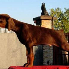 Dobermann NITRO DI ALTOBELLO