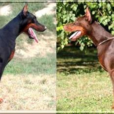 Dobermann NITRO DI ALTOBELLO