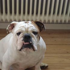 Engelsk bulldog Mali