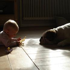 Engelsk bulldog Mali
