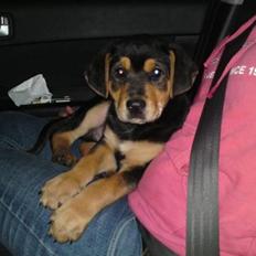 Blanding af racer Baloo