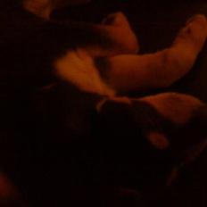 Blanding af racer Baloo