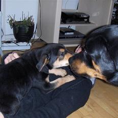 Blanding af racer Baloo