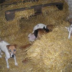 Jack russell terrier emma