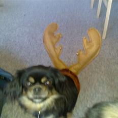 Tibetansk spaniel Gizmo