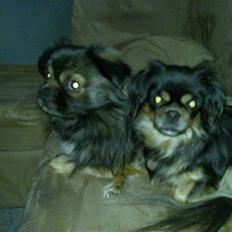 Tibetansk spaniel Gizmo