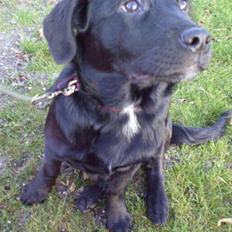 Blanding af racer Nala