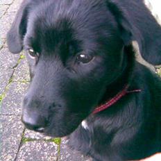 Blanding af racer Nala