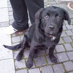 Blanding af racer Nala