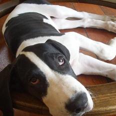 Grand danois Great Bel´s Sash (Minnie)