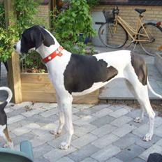 Grand danois Great Bel´s Sash (Minnie)