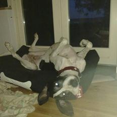 Grand danois Great Bel´s Sash (Minnie)