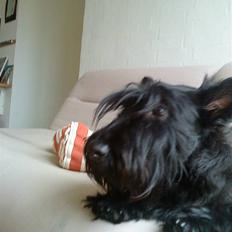 Skotsk terrier Tia* My Dear<3*