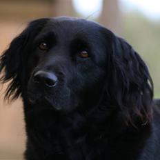 Blanding af racer Psycho