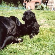 Blanding af racer Psycho