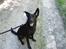 Blanding af racer Nala