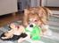 Shetland sheepdog Mille