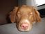 Nova scotia duck tolling retriever Bella. - Der skal nok komme flere billeder.