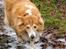 Shetland sheepdog Mille