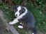 Border collie Bølle