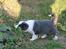 Border collie Bølle